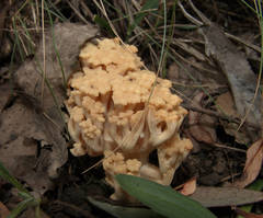 Ramaria capitata