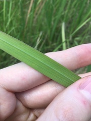 Gladiolus undulatus