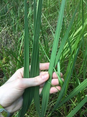 Gladiolus undulatus