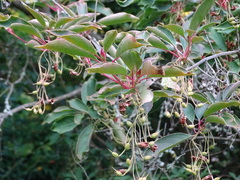 Enkianthus