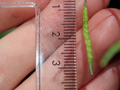 Brassica fruticulosa