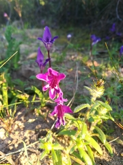 Sparaxis metelerkampiae