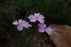 Dianthus zeyheri