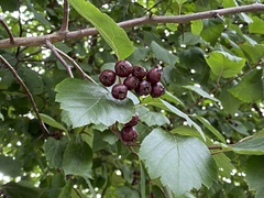 Crataegus douglasii