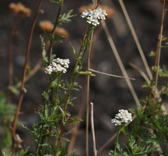Achillea ligustica