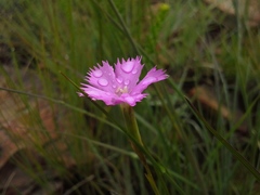 Dianthus zeyheri