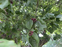 Crataegus douglasii