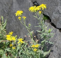 Senecio squalidus aethnensis