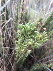 Limbarda crithmoides longifolia