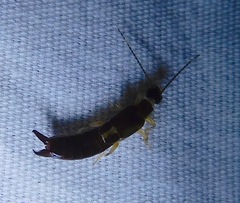 Euborellia cincticollis