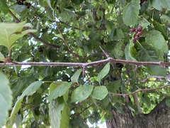 Crataegus douglasii
