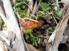 Abantiades atripalpis