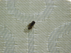 Gitona distigma