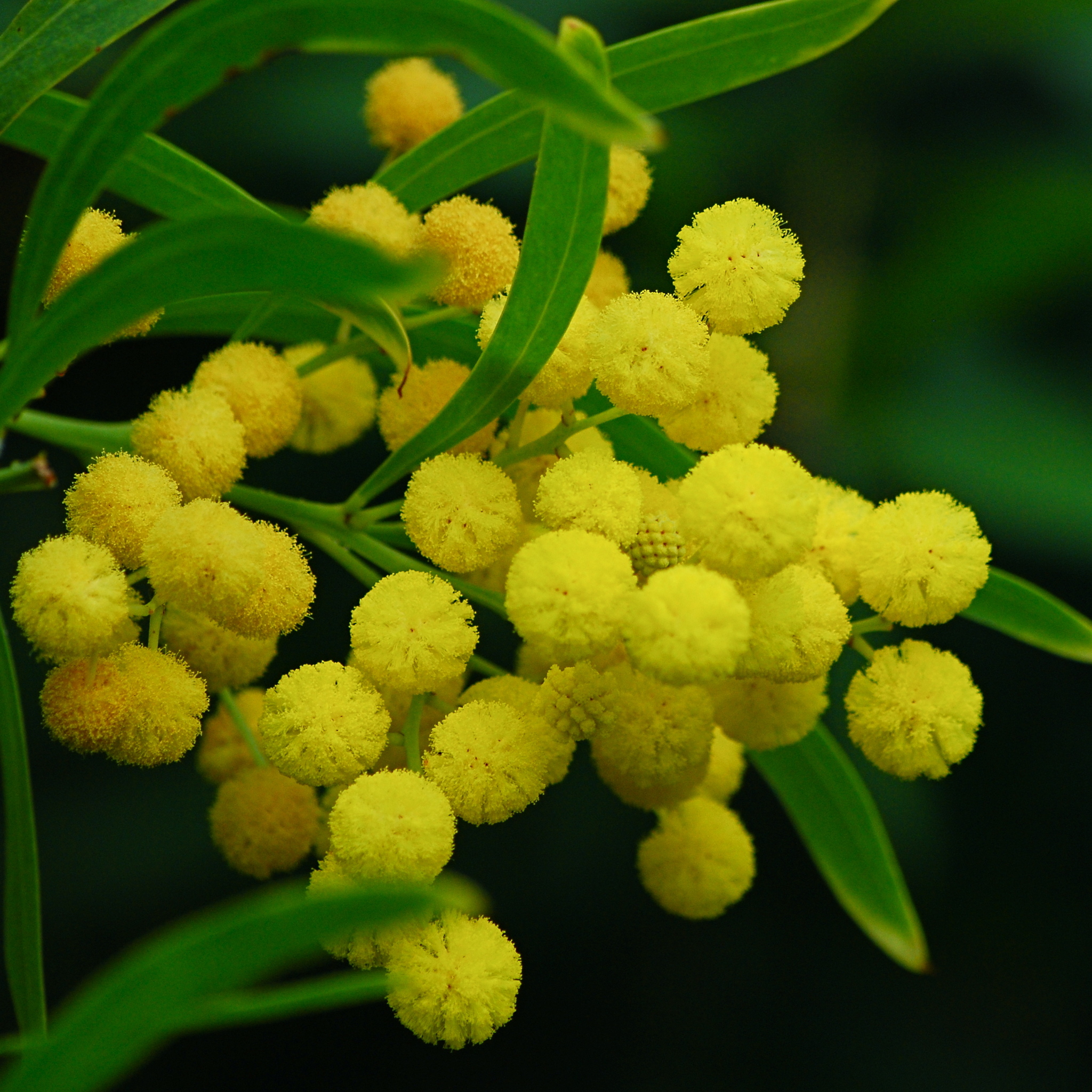 Acacia retinodes