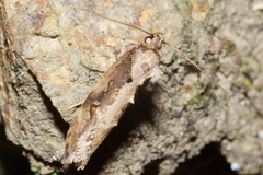 Atomotricha isogama