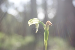 Pterostylis melagramma