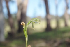 Pterostylis melagramma