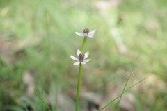 Wurmbea dioica