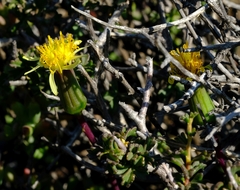 Senecio abbreviatus