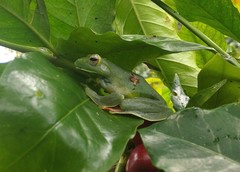 Zhangixalus prominanus