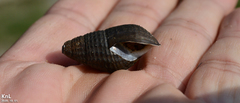 Semisulcospira coreana