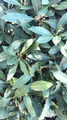 Laurus nobilis