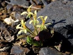 Pelargonium nervifolium