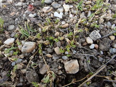 Stellaria gracilenta