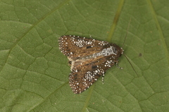 Condica pagetophagus