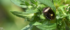 Menida