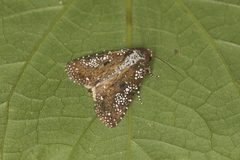 Condica pagetophagus