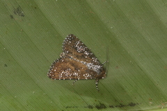 Condica pagetophagus