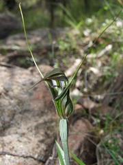 Pterostylis aestiva