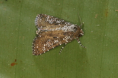 Condica pagetophagus