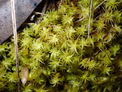 Leptodontium paradoxum