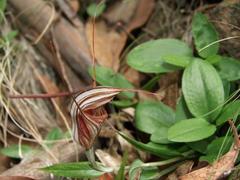 Pterostylis coccina