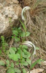 Pterostylis coccina