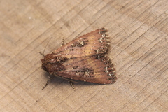 Condica roxana
