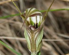 Pterostylis coccina