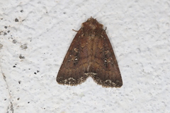 Condica roxana