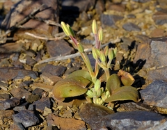 Pelargonium nervifolium