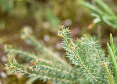 Euphorbia genistoides