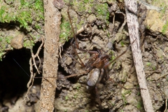 Nanocambridgea gracilipes