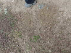 Stellaria gracilenta