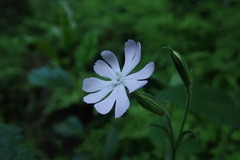 Silene undulata undulata