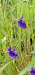 Utricularia reticulata