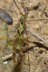 Discobola tessellata