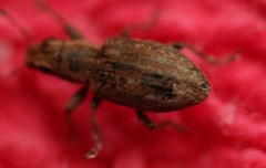Sitona lepidus