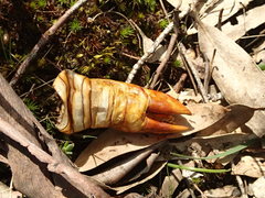 Abantiades atripalpis