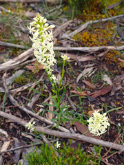 Stackhousia aspericocca